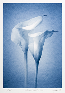 Ayako Tokito, White Calla (2)